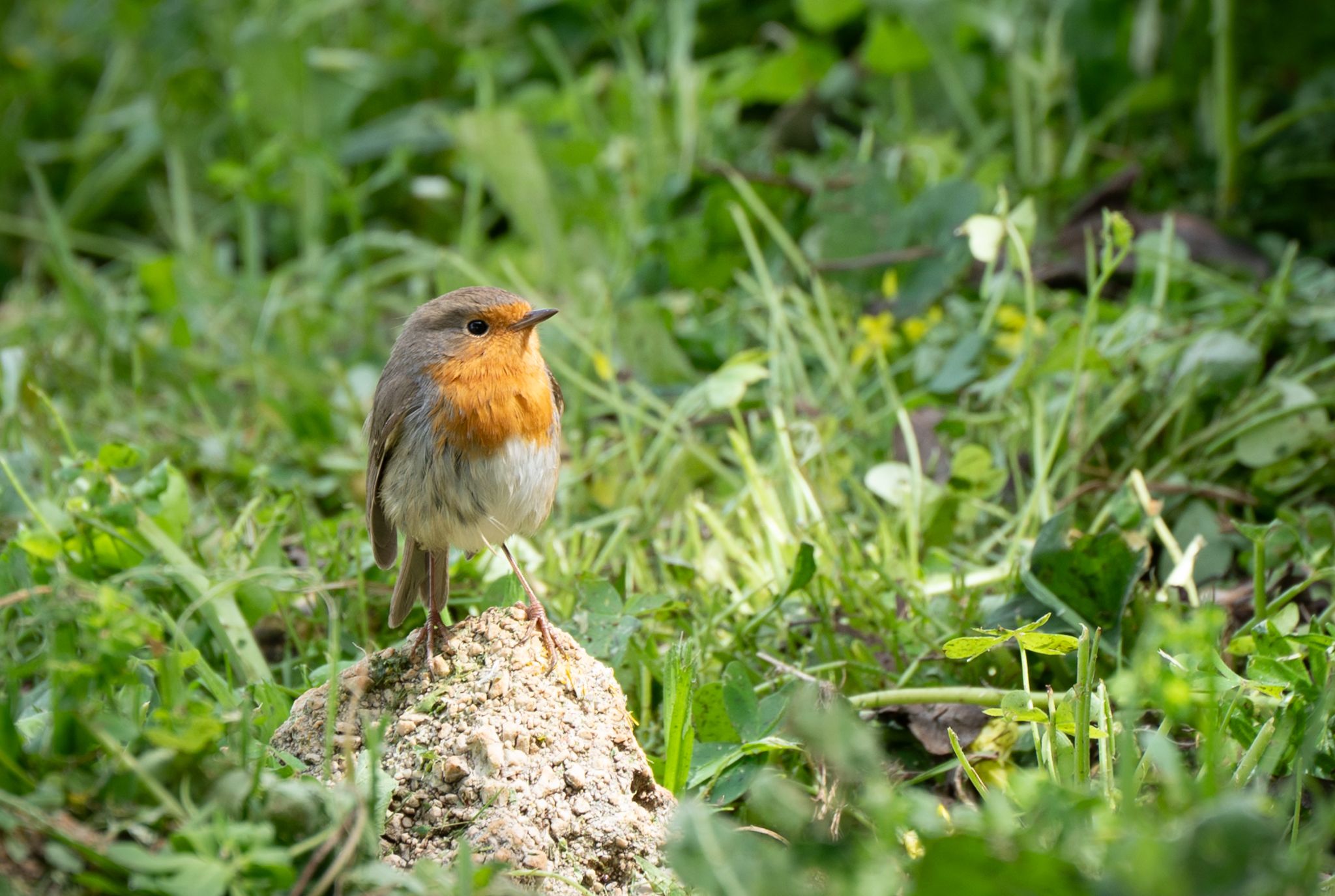 Rotkehlchen Robin (Erithacus rubecula)